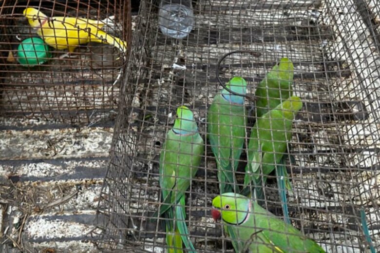1300羽を超える鳥も押収された（インターポールHPより）
