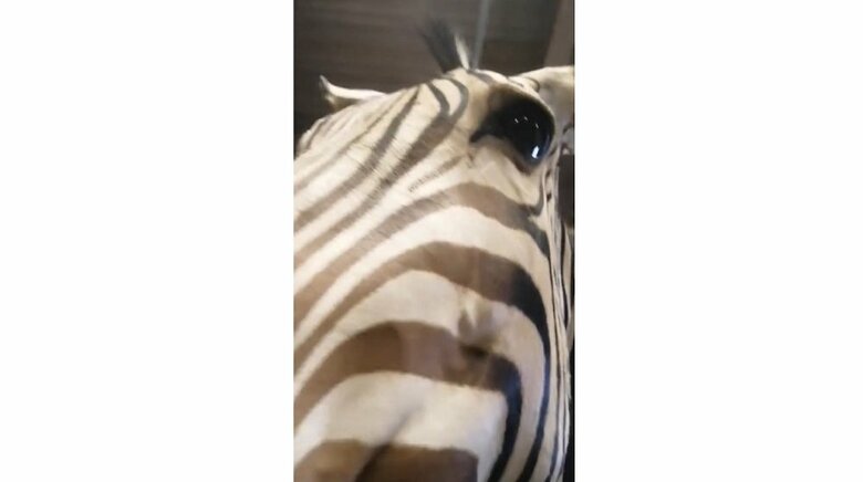 顔部分の毛は確かに茶色っぽい（提供：福山市立動物園）