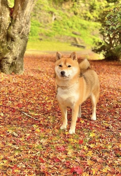 提供：shiba_mugi_さん
