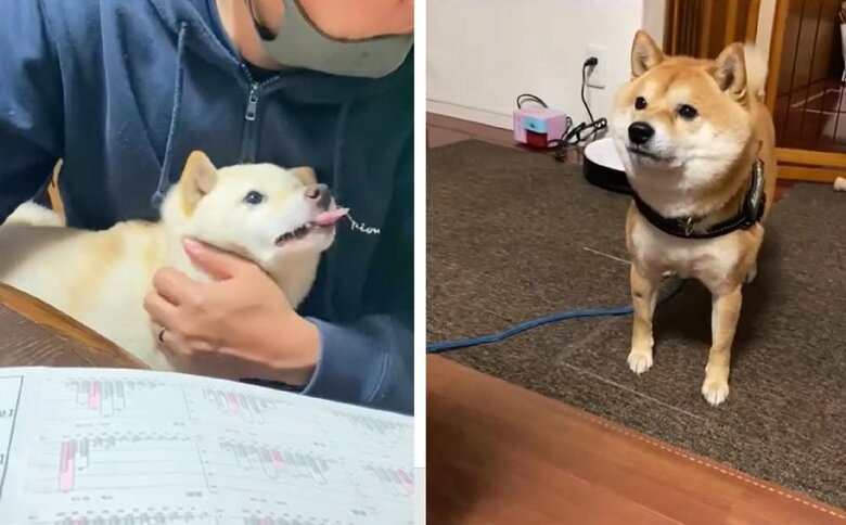 左：「可愛がられてるのよー」というモチ代ちゃん　右：びっくりする豆千代くん