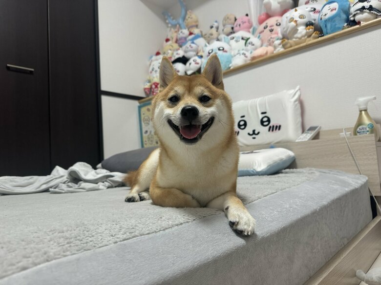 提供：わさび一族さん