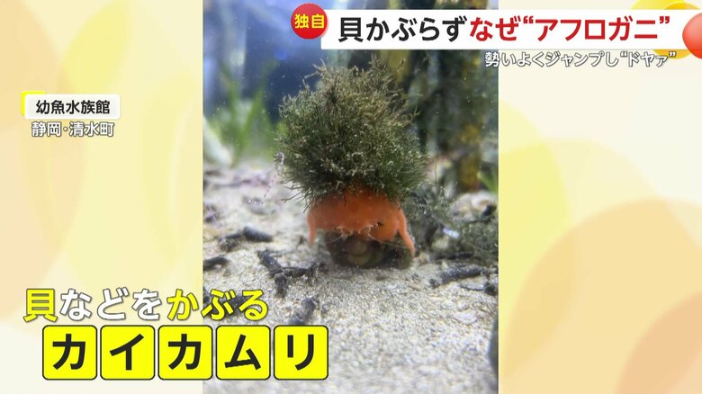 貝などをかぶって身を守る「カイカムリ」というカニの仲間