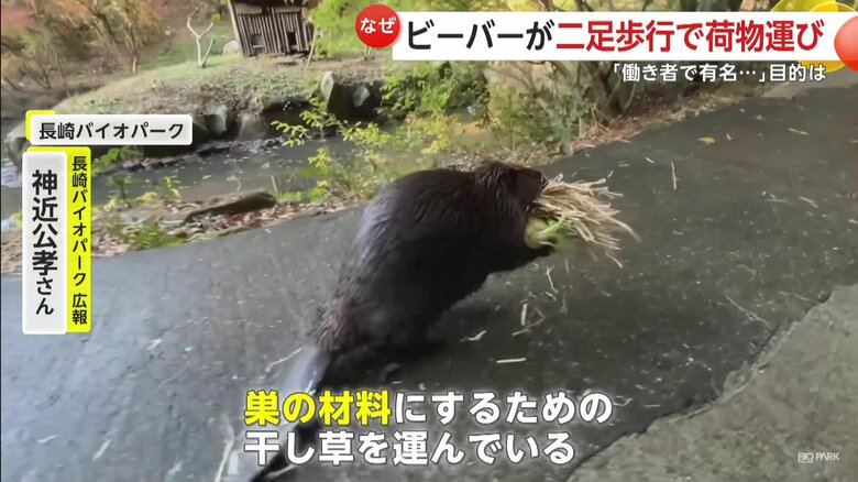 巣の材料にするための干し草を運んでいるビーバー