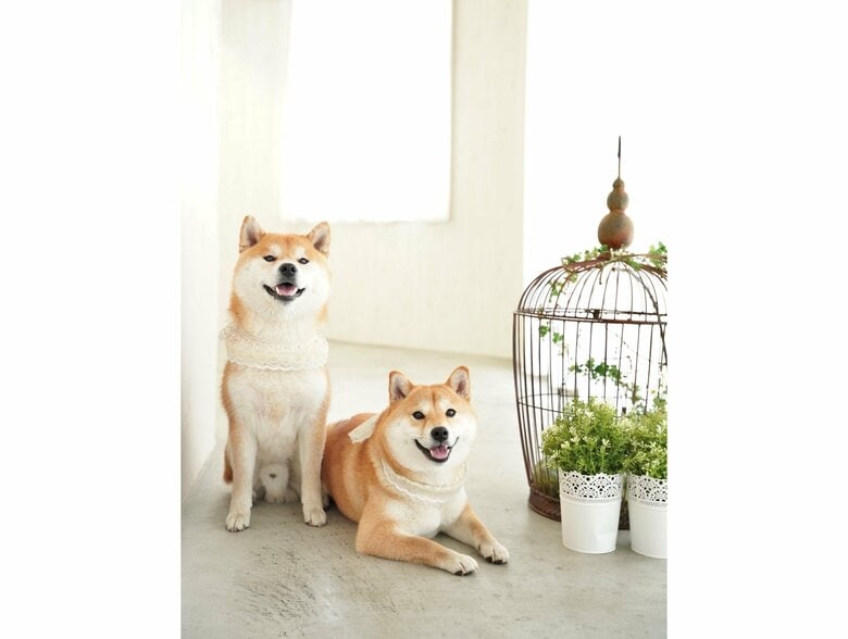 普段の2匹　左：こむぎくん　右：わらびちゃん（提供：@Shibamugi28）