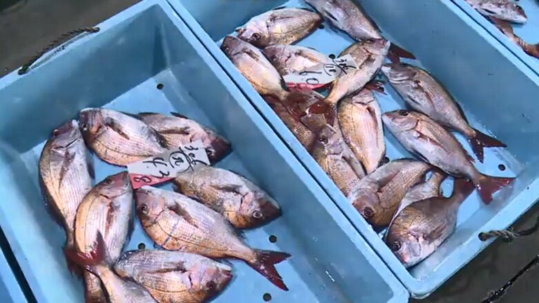 気仙沼市魚市場に水揚げされたマダイ