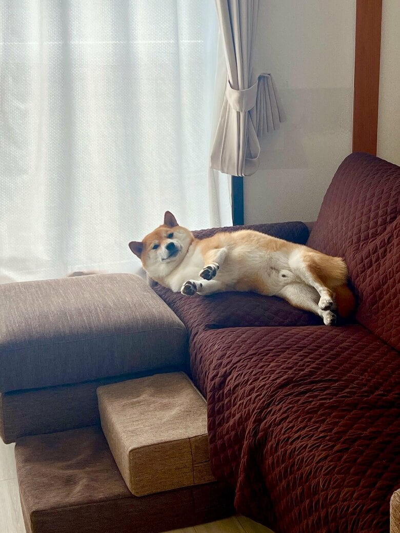 提供：柴犬ふう太さん