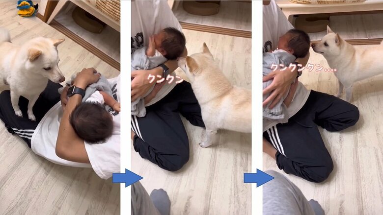 息子さんが気になるまめたちゃん　クンクンにおいを嗅ぎまくる