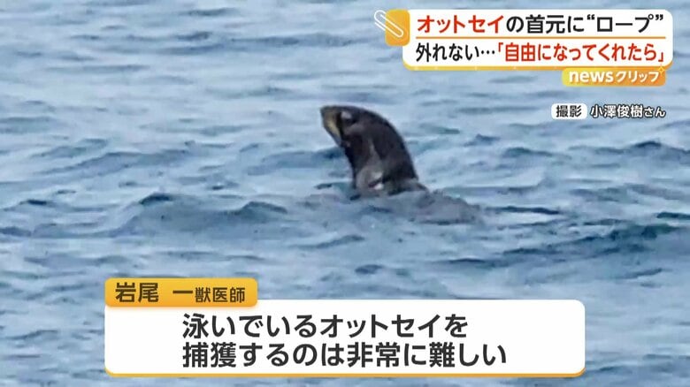 泳ぎながら周囲をうかがうオットセイ