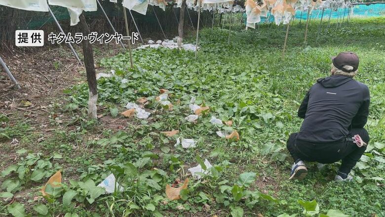 ブドウ畑で被害　提供：キタムラ・ヴィンヤード