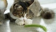 肉食の猫がなぜ猫草を食べるのか？「猫じゃらし」を食べた瞬間、猫の動きが止まった。その日を境に起こったある変化