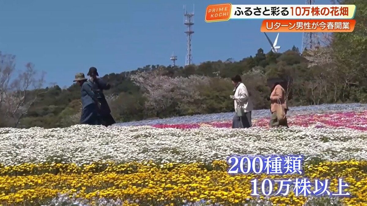 天国みたい」耕作放棄地を10万株の花が咲き誇る“花畑”へ再生 高知・大