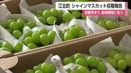 皮ごと食べられる高級ブドウ「シャインマスカット」収穫本格化　去年の1.5倍見込む【佐賀県】