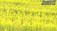 上天草市で菜の花が見ごろ【熊本】