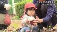 天草市の保育園児がサツマイモの収穫を体験【熊本】