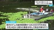 「終わりなき戦い」特定外来生物「ボタンウキクサ」が再び大増殖 2億円かけ除去した水草が猛暑で再び…緊急回収を開始