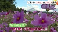とっとり花回廊『オータムフェスティバル』コスモス、サルビアとヒマワリ…夏の花が共演(南部町)