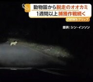 韓国の動物園からオオカミ脱走　1週間以上“捕獲作戦”続く　約1.8km先で目撃…包囲網を突破しドローン追跡続く