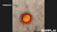 約88%が“変異ウイルス”…5月の新型コロナ新規感染者を石川県が抽出して調査 94人中83人