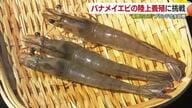 地域おこし隊員が「エビ」の陸上養殖に挑戦！今治市の割烹や居酒屋で評判上々【愛媛】