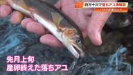 四万十川で『落ちアユ漁』解禁　1回の投網で10匹かかる“好釣果”に約100人が熱中【高知】