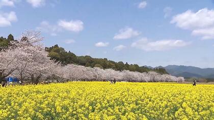 「菜の花、桜、青空の三段染め！」休眠打破で一気に咲き誇る西都原古墳群の桜と菜の花のコラボ「ここ数年で一番きれい」との声も　古木の維持管理にＡＩ活用の新サービスも登場