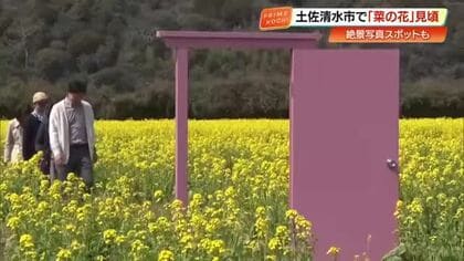 広大な菜の花畑×ピンクのドアの“写真スポット” 土佐清水市で4月中旬まで見頃【高知】