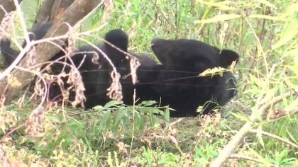 川辺にクマ2頭居座る、そばにはシカの死骸　町は立ち去るのを見守る方針　岩手県大槌町