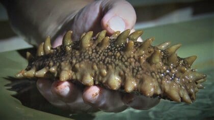 中国の輸入停止で苦境…“ナマコ養殖”事業継続へ模索　国内から問合せも「価格維持は…」