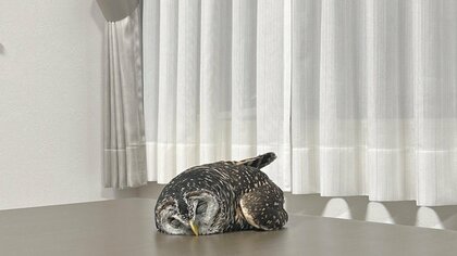 「これは起こせないですね」テーブルの上でぺったんこ！ぐっすり眠るフクロウがかわいい…いつもの寝姿なのか聞いた