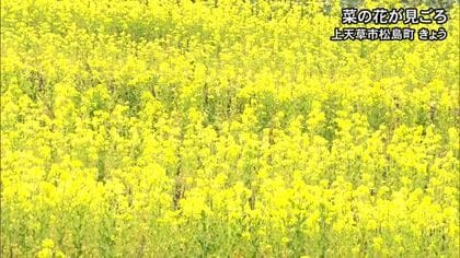 上天草市で菜の花が見ごろ【熊本】