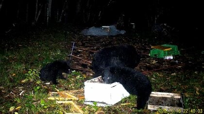 進化するクマ“驚異の学習能力”　電気柵をすり抜けハチミツを…土を掘り隙間作り侵入　専門家「試行錯誤しどんどん賢く」