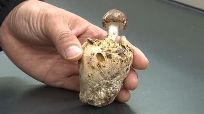 キノコに寄生する「マツタケ似」の珍キノコ　国内4例目となる「ブンゴツボマツタケ」を宮崎県で初確認　他にも発生地がないか確認へ