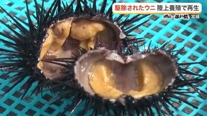 震災後の「磯焼け」を逆手に！廃棄される駆除ウニと規格外野菜で取り組む新たな陸上養殖の挑戦〈宮城〉