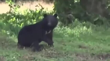 わなに子グマ捕獲…近づく親グマの姿、10分うろつく　岩手県雫石町