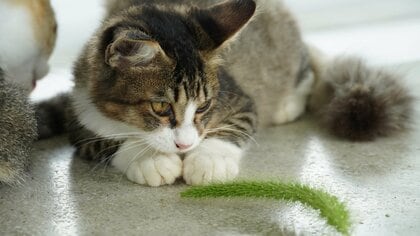 肉食の猫がなぜ猫草を食べるのか？「猫じゃらし」を食べた瞬間、猫の動きが止まった。その日を境に起こったある変化