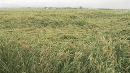 非常に強い台風10号 “令和の米騒動”に影響は コシヒカリの収穫作業が滞る農家も「早く過ぎ去って」