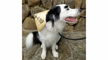 「眉毛がある！」チヤホヤされてお出かけを満喫した愛犬が可愛い…いつからあるの？子犬の頃の写真を見せてもらった