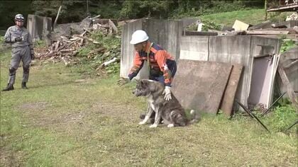 全国で相次ぐ自然災害　「災害救助犬」の育成進む　福島・西郷村で競技大会　要救助者を探し出す時間競う