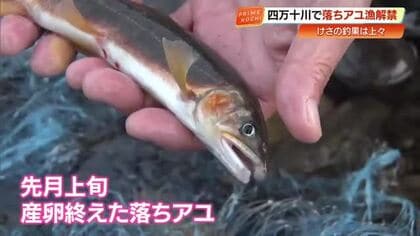 四万十川で『落ちアユ漁』解禁　1回の投網で10匹かかる“好釣果”に約100人が熱中【高知】