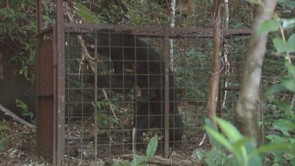 市街地周辺に出没する「アーバン・ベア」　なぜ現れ人に危害加えるのか…専門家は“冬から春の異常気象”を指摘
