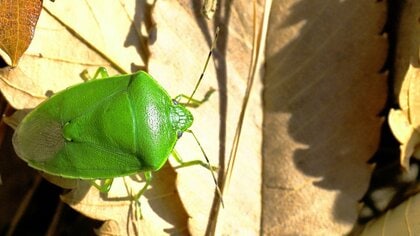 カメムシはなぜ家に寄ってくる！？玄関や洗濯物に寄せ付けないための予防策をアース製薬の研究員に聞いた