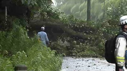 福岡市動植物園近くで倒木　道路をふさぎ周辺を一時通行止め　路線バス迂回運行などで渋滞発生