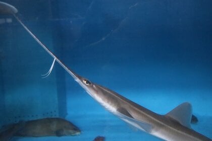 深海の器用者」ノコギリザメが長崎で水族館デビュー！上あごで“電磁波