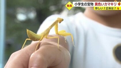 超貴重！ 幸せの黄色い“カマキリ” 昆虫大好き小学生が発見 一体なぜ