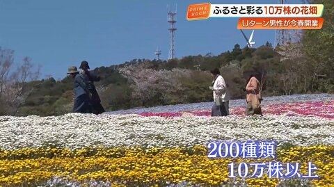 「天国みたい」耕作放棄地を10万株の花が咲き誇る“花畑”へ再生　高知・大月町の「花咲農園」