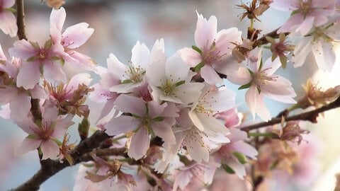 冬なのに“桜”満開に！都心17.8度で「汗びっしょり」スケートリンクは“遮熱シート”で暑さ対策まで