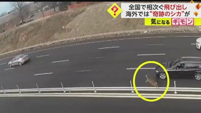 黒い車の前に!