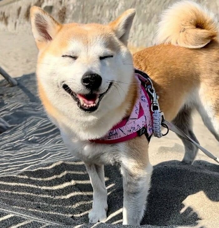 普段からにっこり笑顔のなずなちゃん