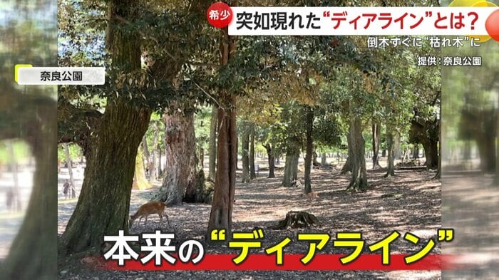 遠くがよく見えるディアライン(提供:奈良公園)
