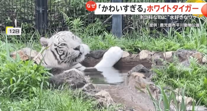のんびりとプールに浸かるメイ
